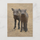 Search for warthog postcards Cute