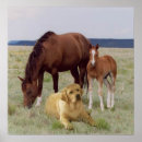 Recherche de labrador retriever posters Chiot