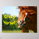 Recherche de cheval fou posters Drôle