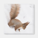 Search for squirrel magnets Pet