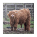 Recherche de écossais carreaux Bétail