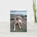 Search for greyhound cards Puppies