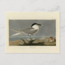 Search for birds of america postcards Colour