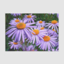 Recherche de aster pourpre Lavande