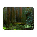 Search for wood magnets Park