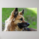 Recherche de alsaciennes posters Gsd