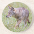 Recherche de latrans de canis Superstock