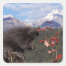 Search for feed the animals stickers Rodent