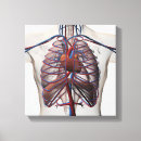 Search for circulatory system art 3d