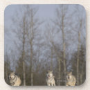 Search for bare coasters Outdoors
