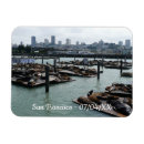 Recherche de otarie magnets Lion de mer