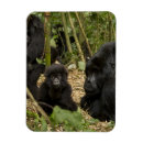 Recherche de gorille de montagne magnets Bébé