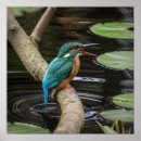 Search for kingfisher posters Nature
