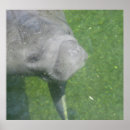 Search for manatee posters Mammal