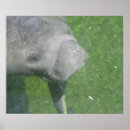 Search for manatee posters Mammal
