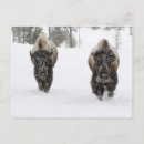 Recherche de galoper cartes postales Paysage