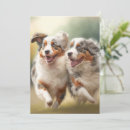 Search for aussie shepherd cards Puppy