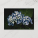 Recherche de hortensia bleu cartes visite Nature