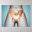 Search for female anatomy posters Human body parts