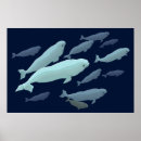 Search for beluga art Whale