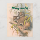 Search for koala postcards Mother and baby