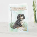 Search for king birthday cards Cavalier king charles spaniel