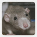 Search for no rats stickers Animal