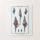 Search for seashell puzzles Beach