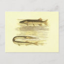 Recherche de brochet cartes postales Poisson