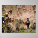 Search for roping posters Cattle