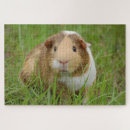 Search for guinea pig puzzles Mammal