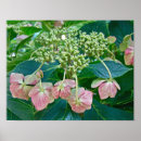 Recherche de hortensia rose posters Jardin