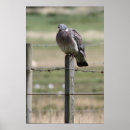 Search for northumberland posters Rural