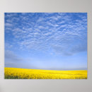 Search for canola posters Agricultural