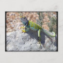 Recherche de photo de lézard cartes postales Sauvage