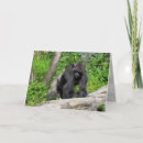 Search for primate pics cards Gorilla