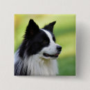 Search for border collie dog buttons Dogs