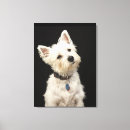 Search for collar canvas prints Dog