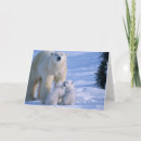 Search for polar bear mom and cub postcards White
