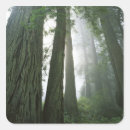 Search for redwood stickers Forest