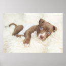 Recherche de pit bull terrier posters Chiot