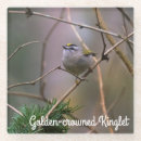 Search for regulus Golden crowned kinglet