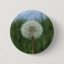Search for dandelion buttons Grass