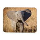 Recherche de savane magnets Animaux