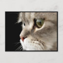 Recherche de miauler cartes postales Purer