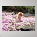 Search for pomeranian art Flowers