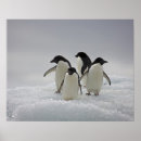 Recherche de adelie penguin posters Nature