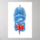 Recherche de intestin posters Physiologie