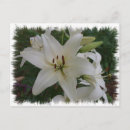 Recherche de lis blanc cartes postales Jardin