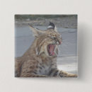 Recherche de chat sauvage badges Animal